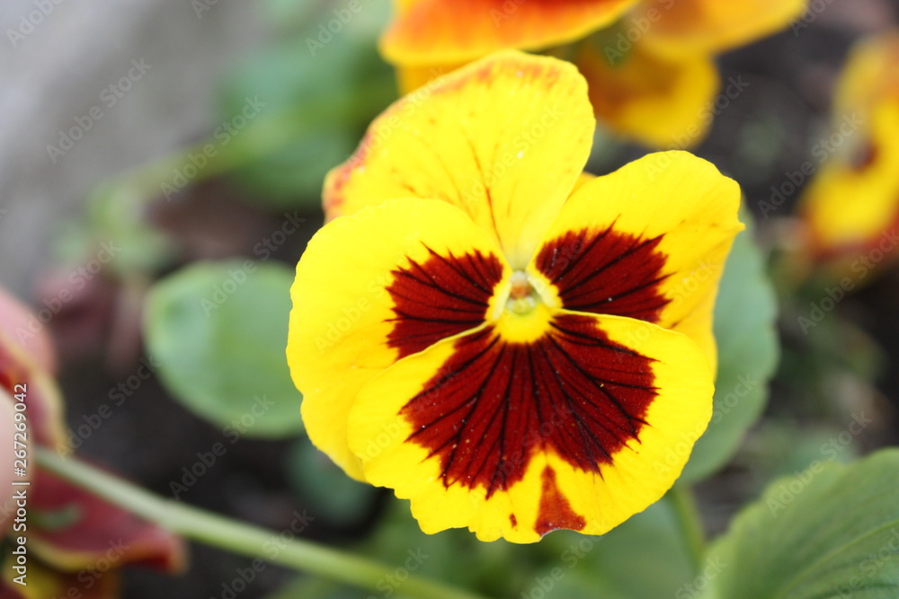 view of the yellow-red flower in the Park. view of the yellow-red flower in the Park.