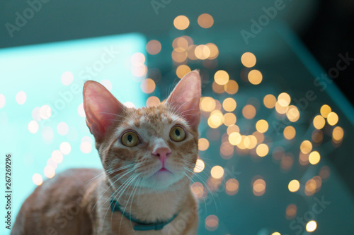 yellow cat lights boket photo