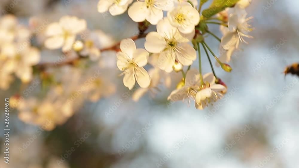 Close-up of bumblebee pollinating cherry blossoms in spring garden. Slow motion. White flowers on a branch swaying in the wind, warm evening light at sunset. Close-up of bumblebee pollinating cherry blossoms in spring garden. Slow motion. White flowers on a branch swaying in the wind, warm evening light at sunset.