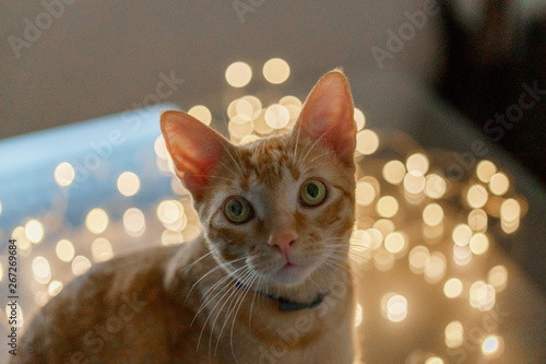 yellow cat lights photo