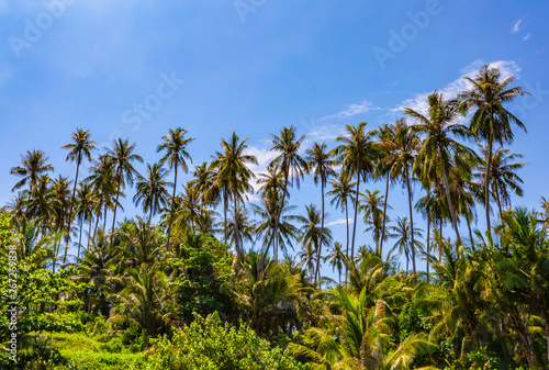 Coconut tree and blue sky