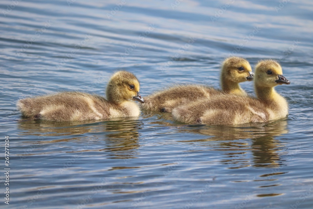 Junge Kanadagänse schwimmen auf dem Wasser Junge Kanadagänse schwimmen auf dem Wasser
