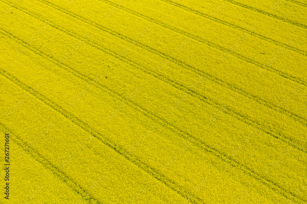 Aerial view rapeseed blooming. Yellow fields from above. Photo captured with drone. Aerial view rapeseed blooming. Yellow fields from above. Photo captured with drone.