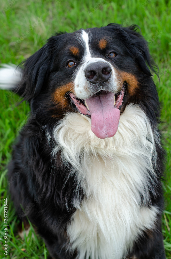adult male bernese mountain dog on the fresh green grass background. dog smile