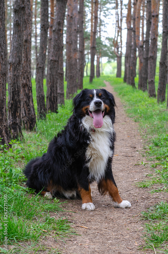 adult male bernese mountain dog sitting on the pine forest trail adult male bernese mountain dog sitting on the pine forest trail