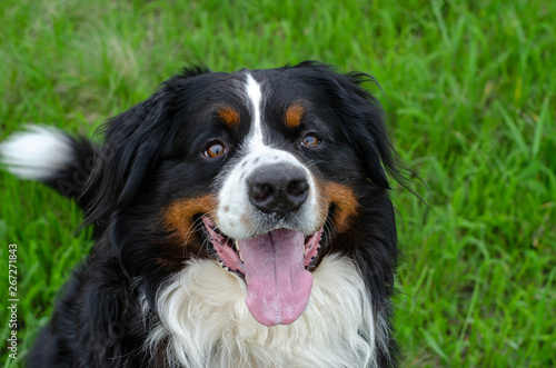 adult male bernese mountain dog on the fresh green grass background. dog smile © Zkolra