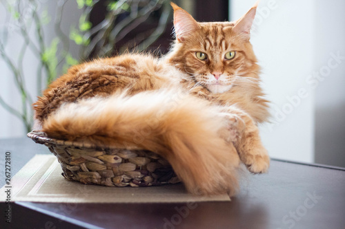 Beautiful ginger long hair mainecoon cat lying in a bamboo vase on wooden table