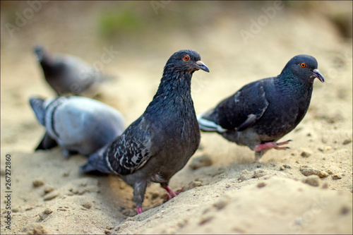 pigeon on a background