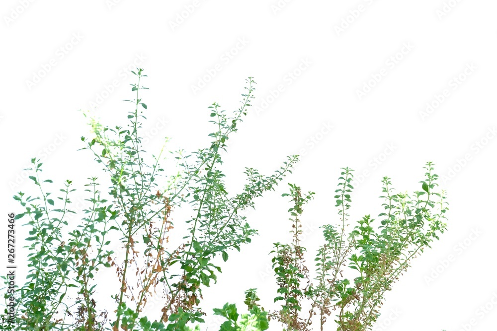 Grass plant growing in a garden on white isolated background for green foliage backdrop 