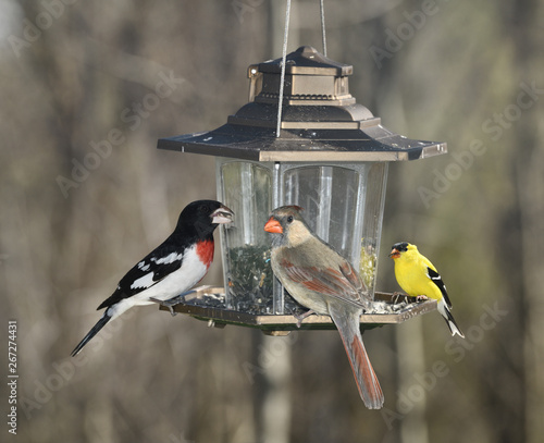 Canvas Print Male Rose Breasted Grosbeak Female Northern Cardinal and male American Goldfinch