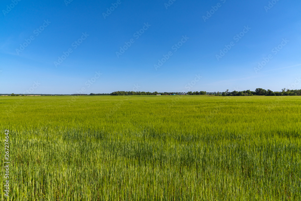 Field of young green wheat in a Russia