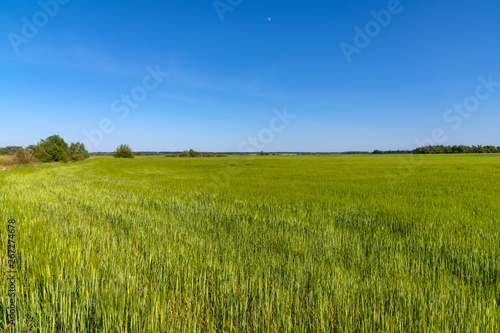 Field of young green wheat in a Russia