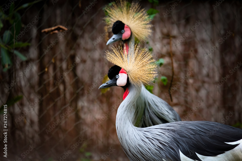 Fototapeta premium Crowned Crane