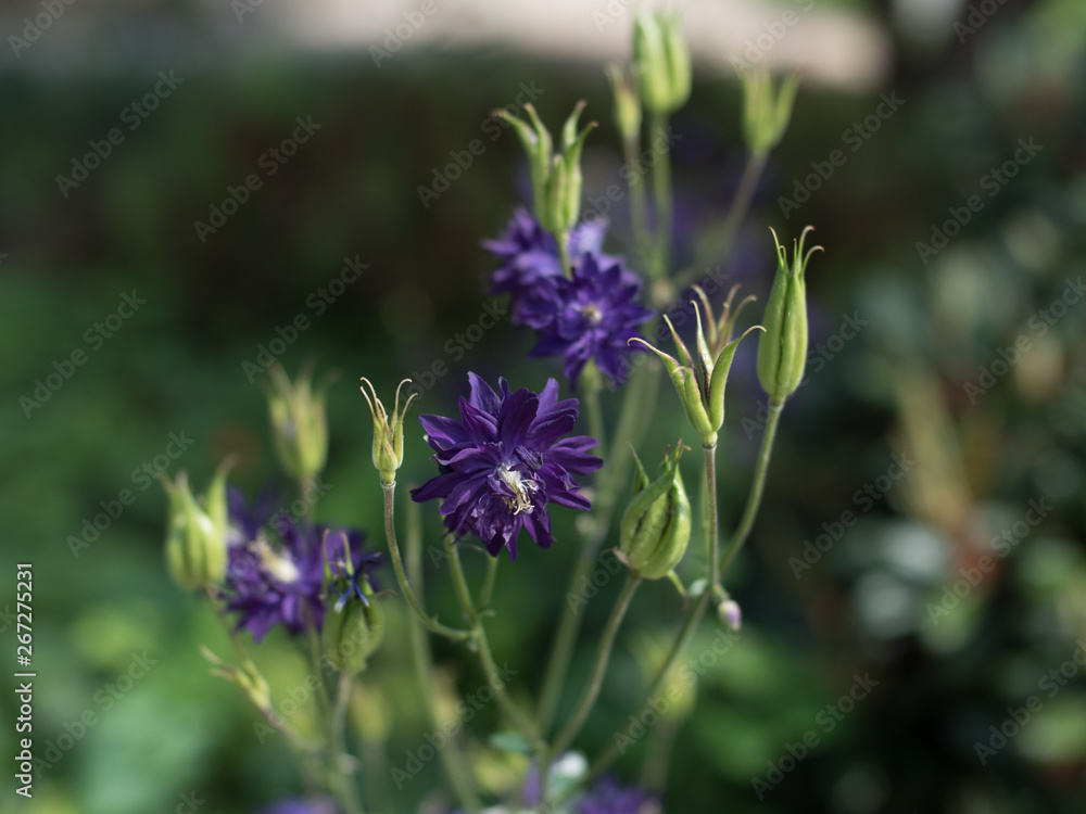 Akelei Aquilegia vulgaris 'Blue Barlow' Akelei Aquilegia vulgaris 'Blue Barlow'