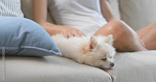 White pomeranian dog sleep on sofa at home