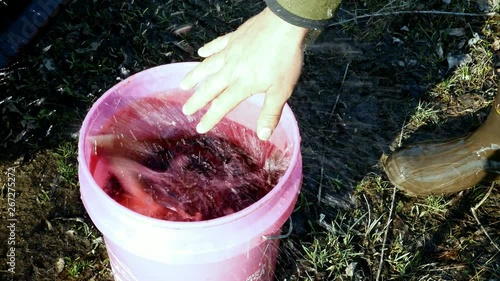 Beautiful Walleye Pike, Sander vitreus, is placed in a bucket of water with other fish to complete the daily limit by the fisherman who caught it. photo