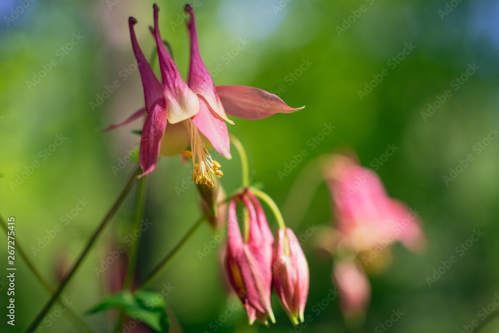 Columbine flowers in the Spring