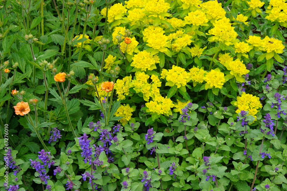 Obraz premium yellow flowers in the garden
