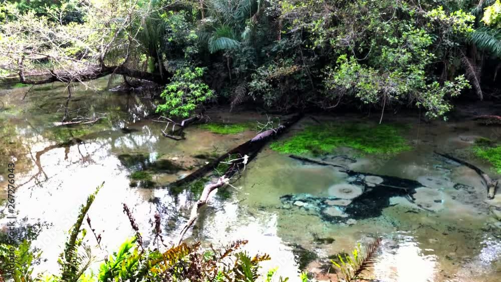 Sliding shot of a calm stream, surrounded by plants and trees, on a bright sunny day, in Bonito Brazil Sliding shot of a calm stream, surrounded by plants and trees, on a bright sunny day, in Bonito Brazil