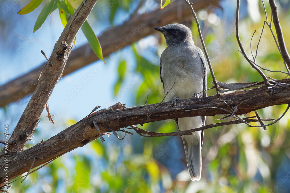 Obraz premium Black-faced Cuckooshrike - Coracina novaehollandiae common omnivorous passerine bird native to Australia and southern New Guinea