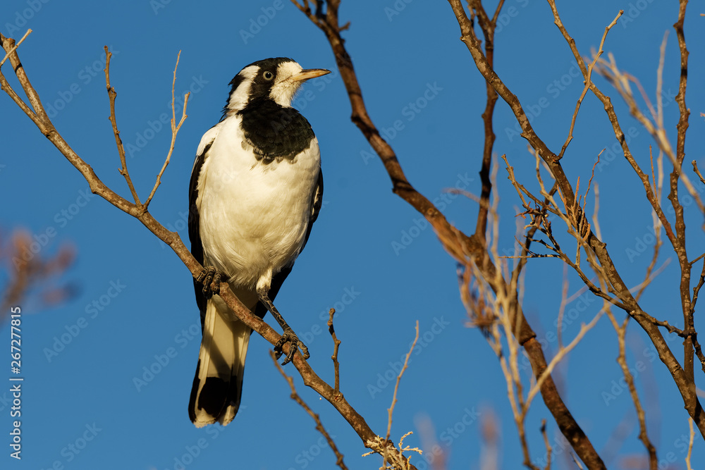 Magpie-lark - Grallina cyanoleuca known as the peewee, peewit or mudlark, is a passerine bird native to Australia, Timor and southern New Guinea Magpie-lark - Grallina cyanoleuca known as the peewee, peewit or mudlark, is a passerine bird native to Australia, Timor and southern New Guinea