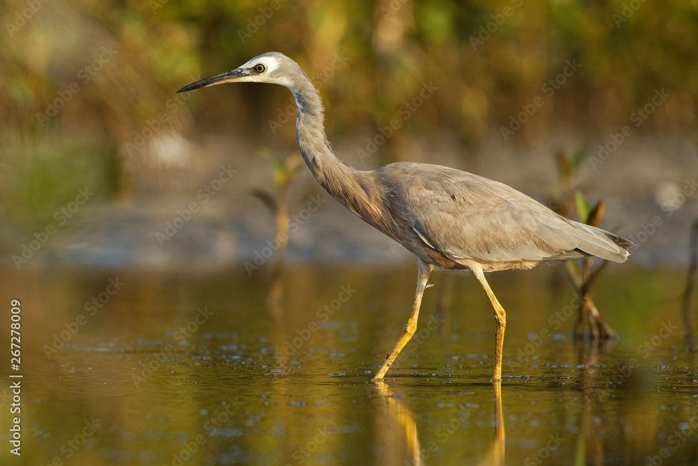 Egretta novaehollandiae - White-faced Heron hunting crabs during low tide in Australia Egretta novaehollandiae - White-faced Heron hunting crabs during low tide in Australia