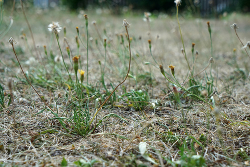 Lack of rainfall and climate change lead to dryness and drought at high temperatures 