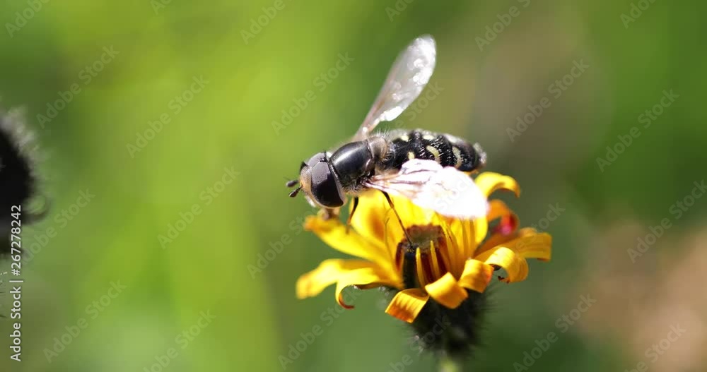 Bee collects nectar from flower crepis alpina Bee collects nectar from flower crepis alpina