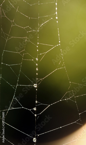 Spinnennetz mit Tautropfen im Garten