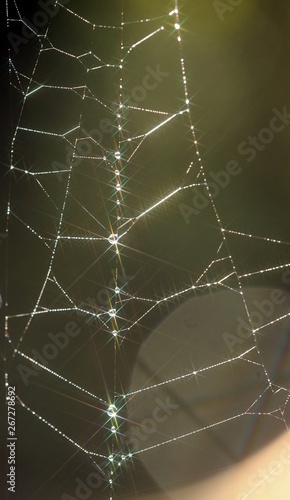 Spinnennetz mit Tautropfen im Garten © fotograupner