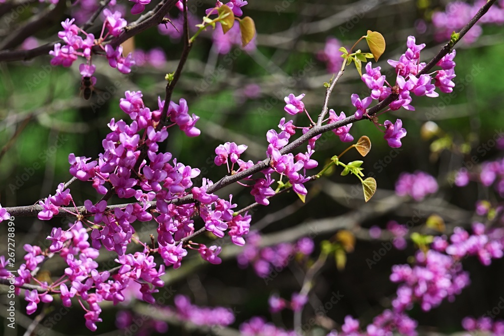 Fototapeta premium Eastern Redbud, latin name Cercis Canadensis, magenta pink flowers during spring season in early may, sunbathing in afternoon sunshine. 