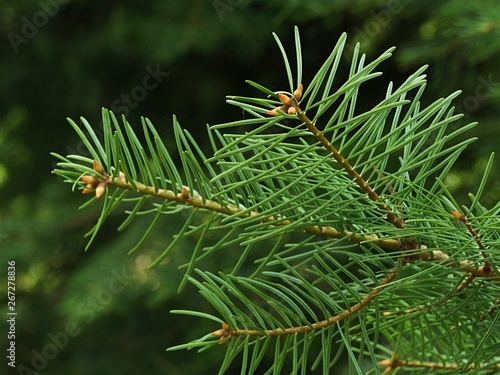 Branch tip of White Fir coniferous tree  latin name Abies Concolor  during spring season in early may. 
