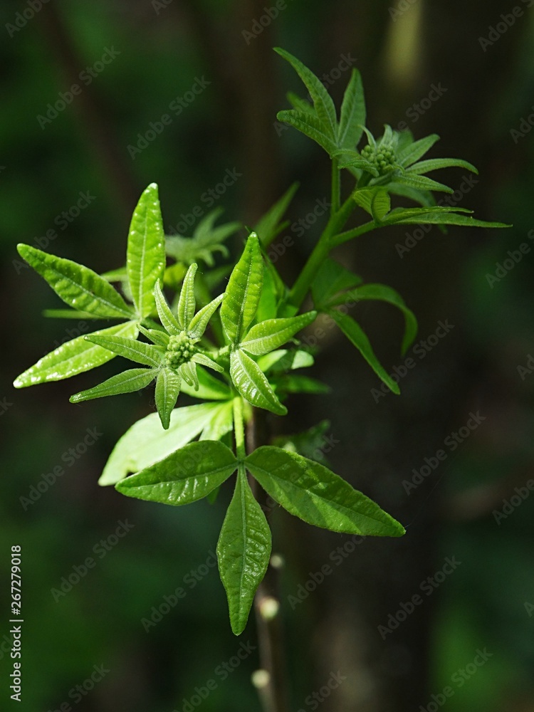 Fresh spring leaves of Common Hoptree, also known as Wafer Ash or Stinking Ash, latin name Ptelea Trifoliata, sunbathing in afternoon sunshine, part of branch tip hidden in a shade. Fresh spring leaves of Common Hoptree, also known as Wafer Ash or Stinking Ash, latin name Ptelea Trifoliata, sunbathing in afternoon sunshine, part of branch tip hidden in a shade.