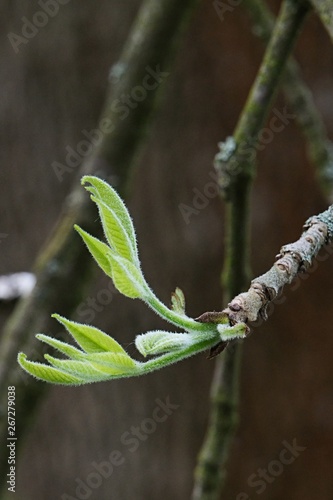 Young green developing spring leaves of Green Ash tree, also known as Red Ash, latin name Fraxinus Pennsylvanica