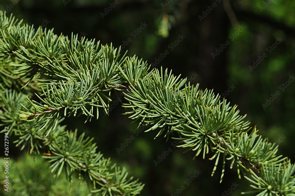 Detail of spring branch and needle fascicles of coniferous tree Atlas Cedar, latin name Cedrus Atlantica, native to Atlas mountains of Morocco, sunbathing in afternoon sunshine Detail of spring branch and needle fascicles of coniferous tree Atlas Cedar, latin name Cedrus Atlantica, native to Atlas mountains of Morocco, sunbathing in afternoon sunshine