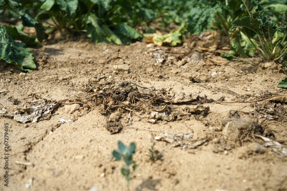 Lack of rainfall and climate change lead to dryness and drought at high temperatures 