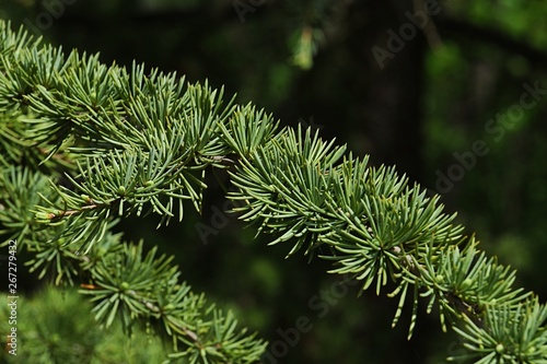 Detail of spring branch and needle fascicles of coniferous tree Atlas Cedar  latin name Cedrus Atlantica  native to Atlas mountains of Morocco  sunbathing in afternoon sunshine