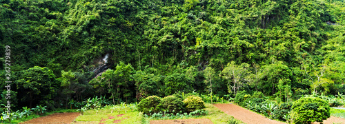Rainforest landscape, tropical forest