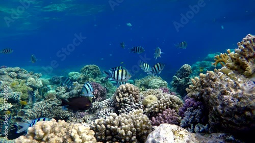 Wallpaper Mural Coral reef, tropical fish. Warm ocean and clear water. Underwater world. Torontodigital.ca