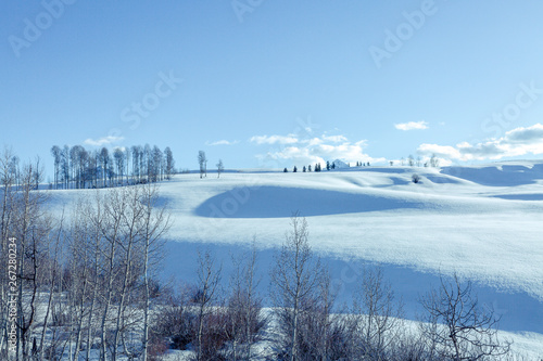 Snowy, winter scenic in nature with sun kissed Birch trees and wide open spaces in Colorado wilderness