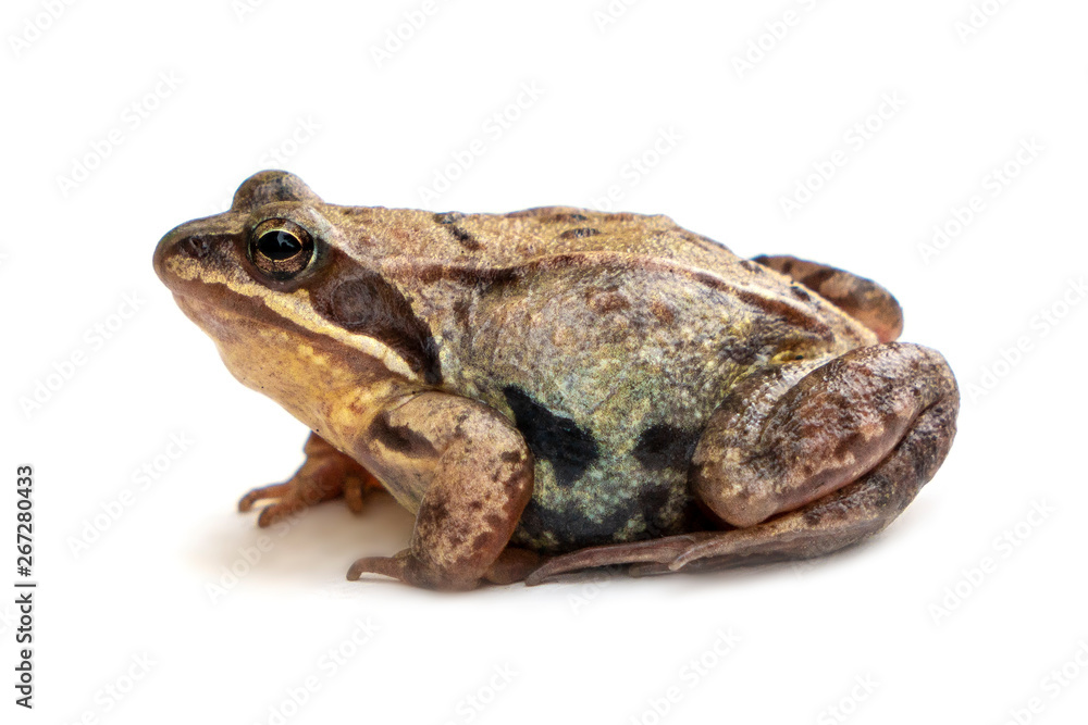 animal frog on white background close up animal frog on white background close up