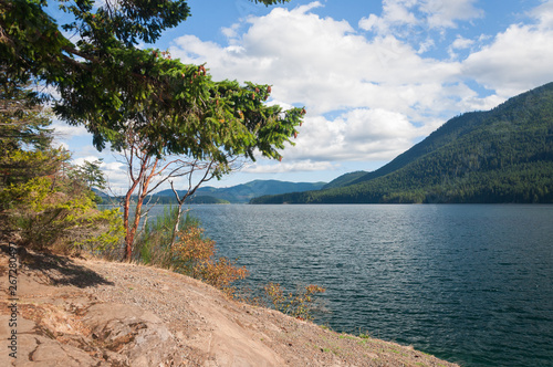 Trees and forest in the lake Cushman area