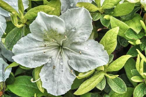 Single Flower Processed
