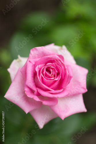 Coral rose flower in the garden, close