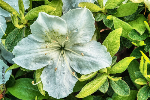 Single Flower Processed