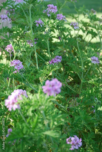 Citronella Plant, Floral Close Up