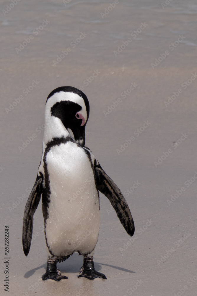 Fototapeta premium Penguin in Southafrica