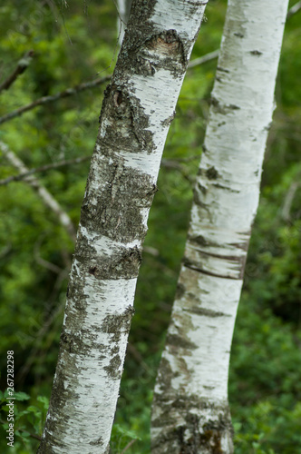 closeup of white birch trunk in the forest