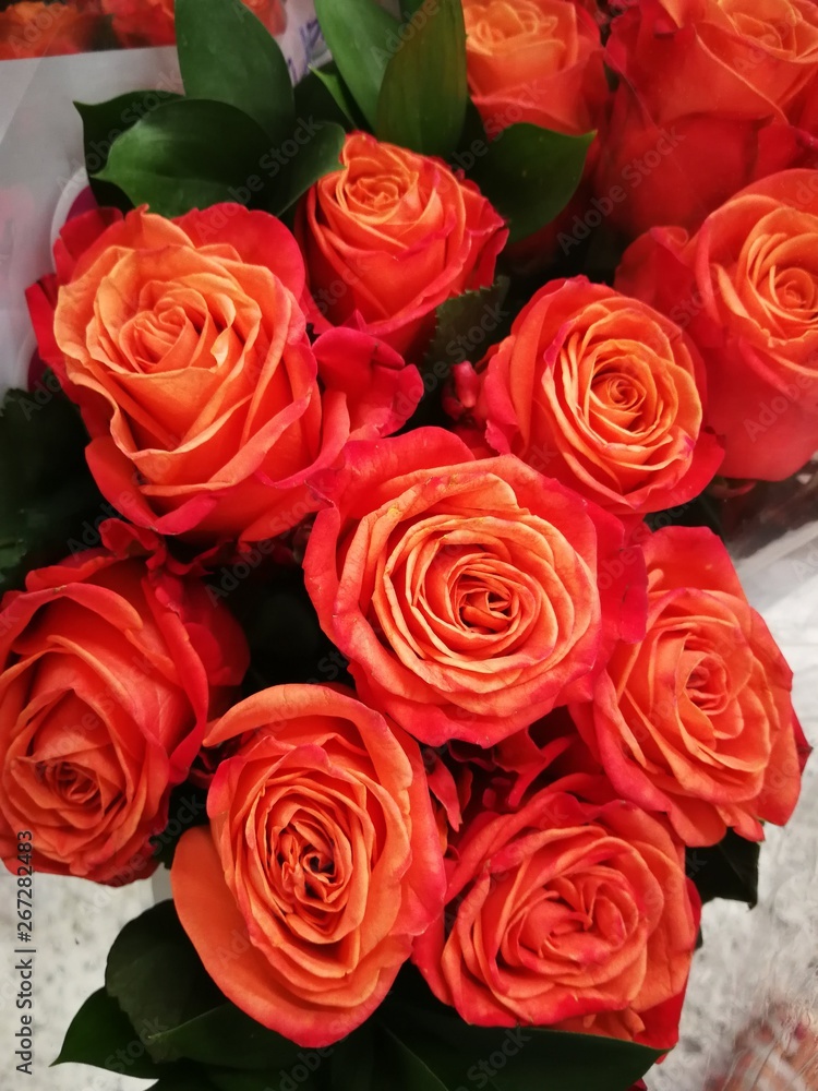 Obraz premium Róża