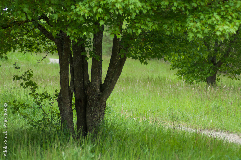 Fototapeta premium Closeup of maple tree in a meadow